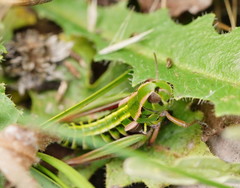 Kosciuscola usitatus