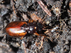 Trechus quadristriatus