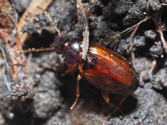 Trechus quadristriatus