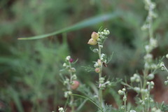 Artemisia adamsii