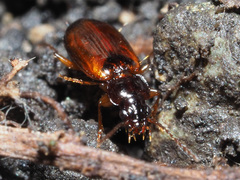 Trechus quadristriatus