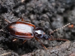 Trechus quadristriatus