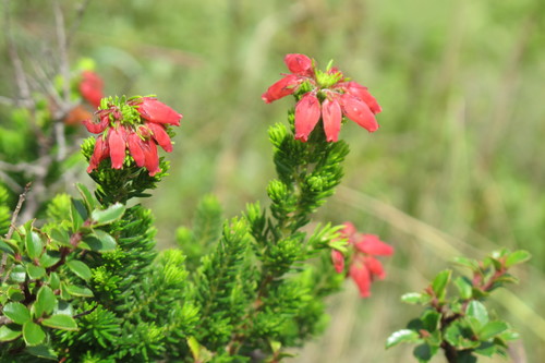 Winter Fire Heath (Erica oatesii)