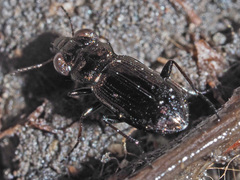 Notiophilus palustris