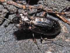 Notiophilus palustris