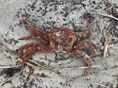 Nectocarcinus