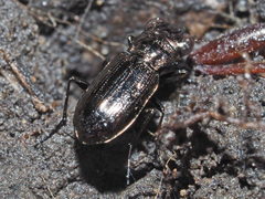 Notiophilus palustris