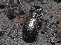 Notiophilus palustris