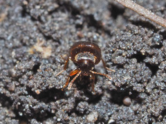 Nargus anisotomoides