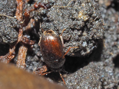 Nargus anisotomoides