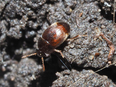 Nargus anisotomoides
