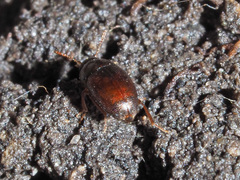 Nargus anisotomoides