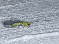 Calochrysa extranea