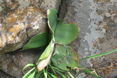 Haemanthus humilis