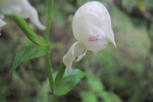 Image of Disperis fanniniae by (c) James Deacon, some rights reserved (CC BY-SA)