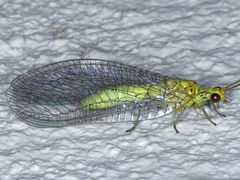 Calochrysa extranea