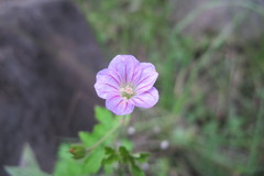 Geranium wakkerstroomianum
