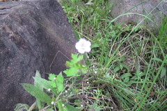 Geranium wakkerstroomianum