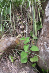 Plectranthus grallatus