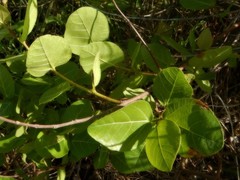 Ficus aculeata