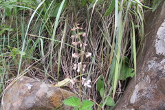 Plectranthus grallatus