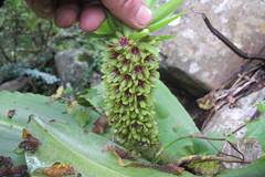 Eucomis humilis