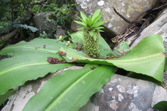 Eucomis humilis