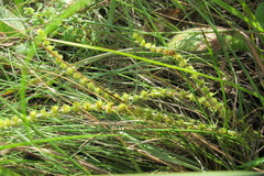 Crassula lanceolata