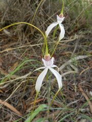 Caladenia longicauda borealis