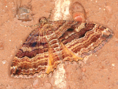 Chrysolarentia cydalima