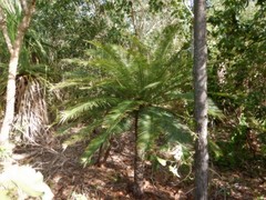 Cycas maconochiei maconochiei