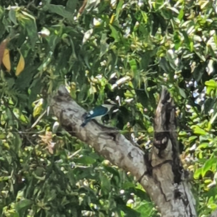 Collared Kingfisher