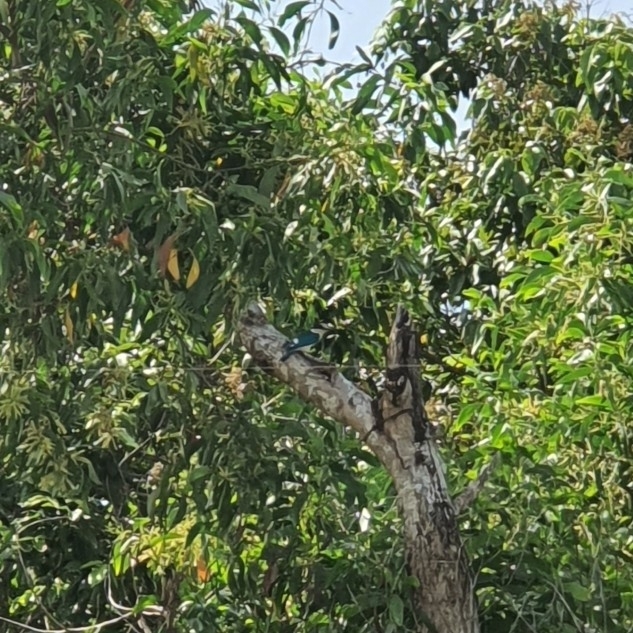Collared Kingfisher