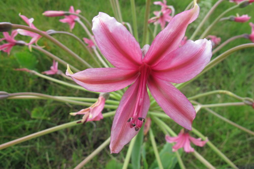 Image of Brunsvigia grandiflora by (c) James Deacon, some rights reserved (CC BY-SA)