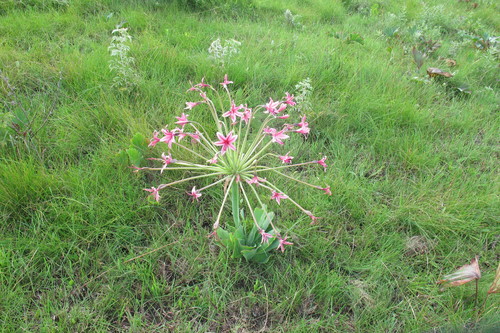 Image of Brunsvigia grandiflora by (c) James Deacon, some rights reserved (CC BY-SA)