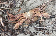 Nectocarcinus