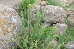 Nidorella podocephala