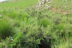 Alepidea cordifolia