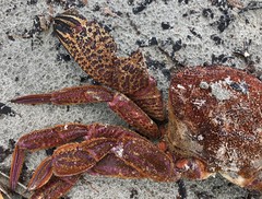 Nectocarcinus