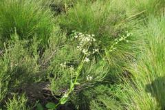 Alepidea cordifolia