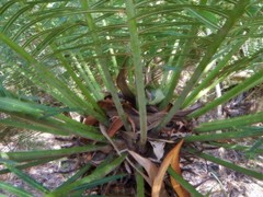 Cycas maconochiei maconochiei