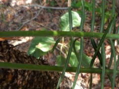 Cycas maconochiei maconochiei
