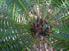 Cycas maconochiei maconochiei
