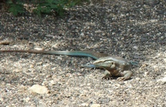 Cnemidophorus murinus