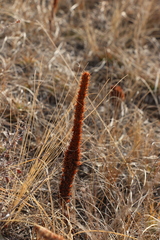 Orostachys malacophylla
