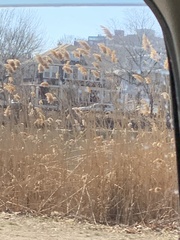 Phragmites australis