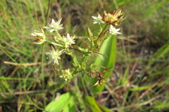Alepidea setifera
