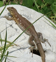 Cnemidophorus murinus