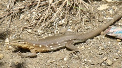 Cnemidophorus murinus