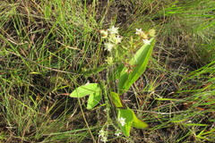 Alepidea setifera